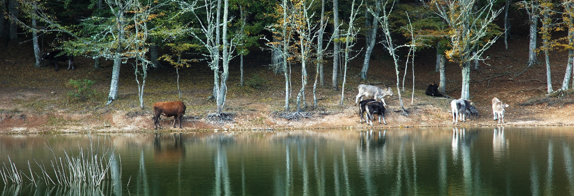 lago con mucche foresta umbra