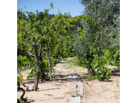 casa vacanze vicino al mare a vieste di Villa Nettuno