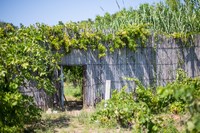 casa vacanze vicino al mare a vieste di Villa Nettuno